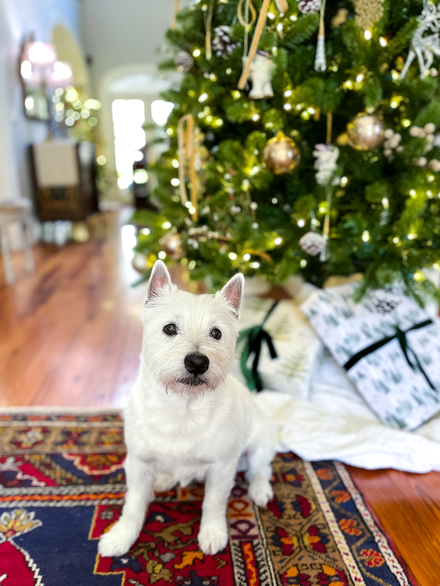 westie in foyer with Christmas tree