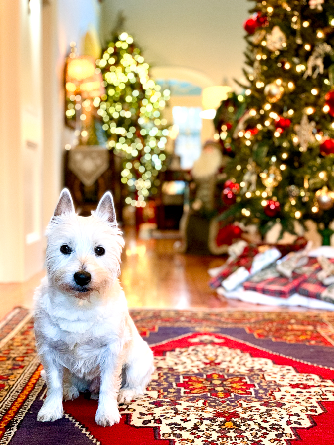 dog