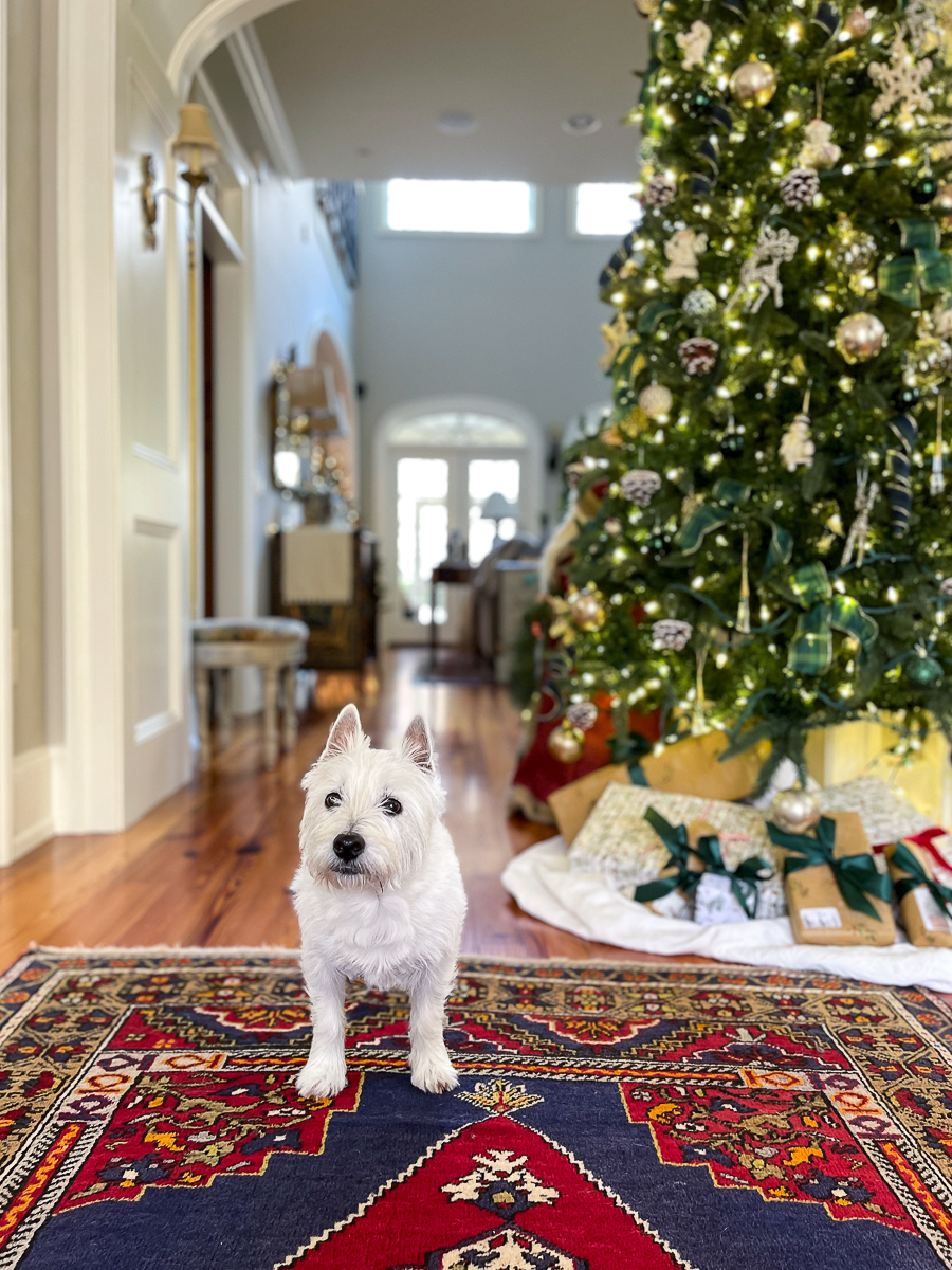 dog in a foyer