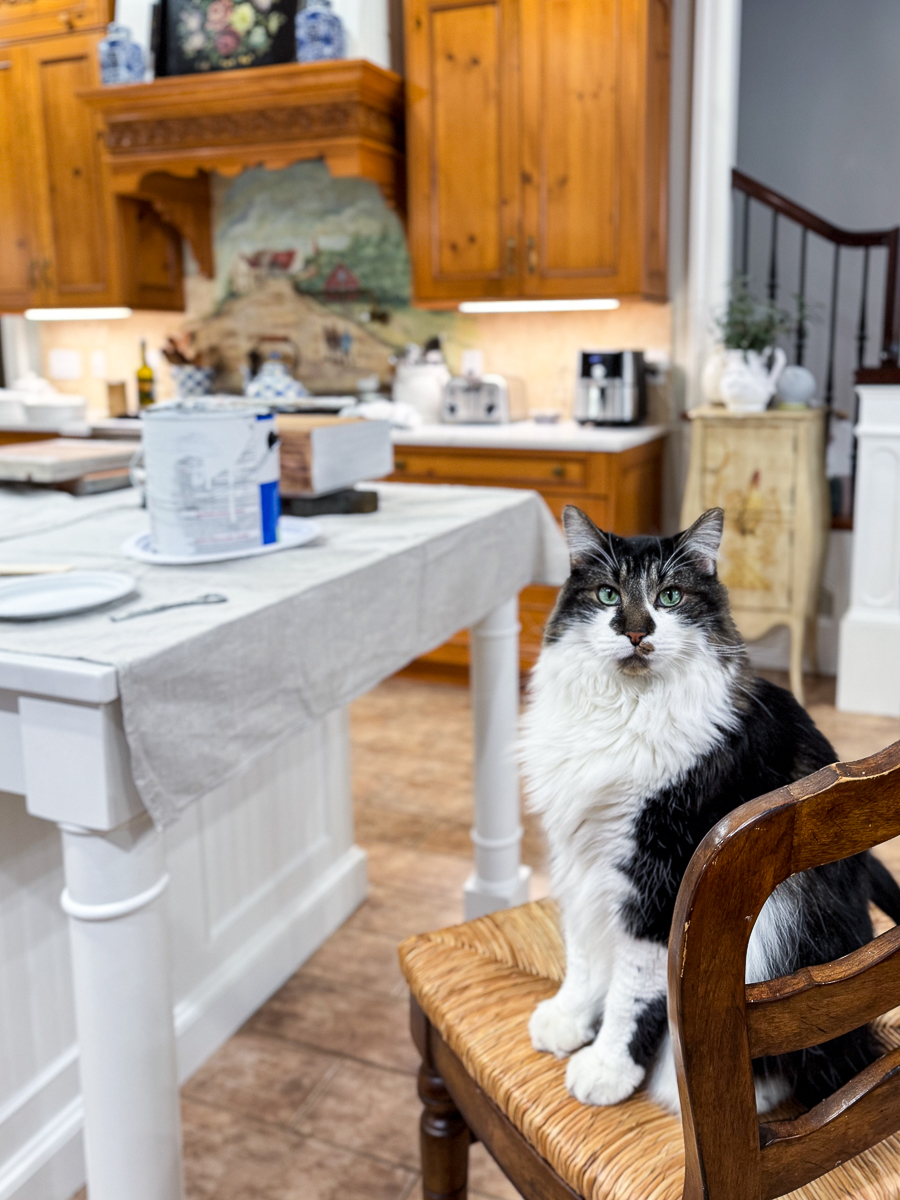 cat sitting on chair
