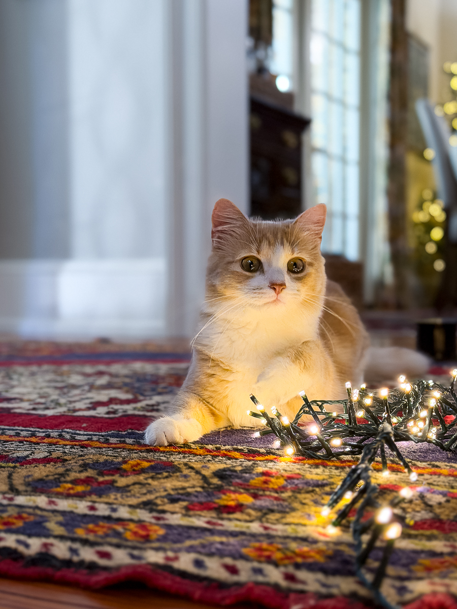 kitten with christmas lights