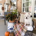 dog sitting on chair for fall