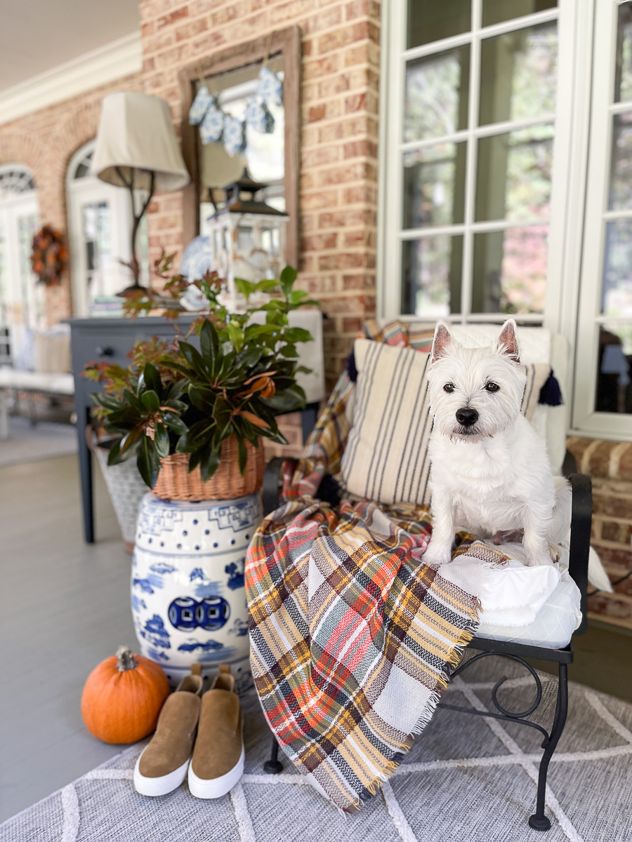 dog sitting on chair for fall