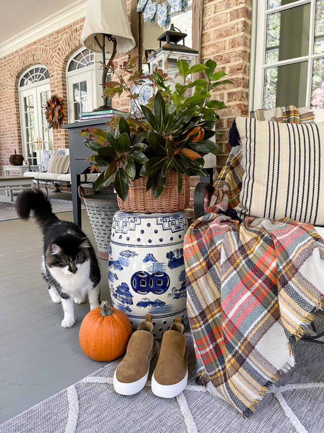 cat with a fall vignette
