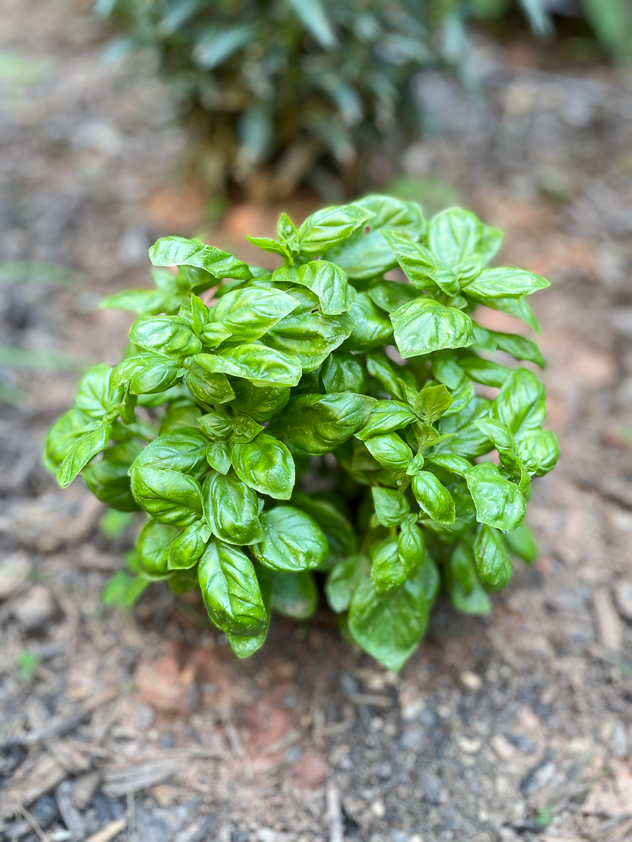 basil