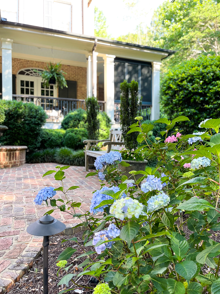 hydrangeas