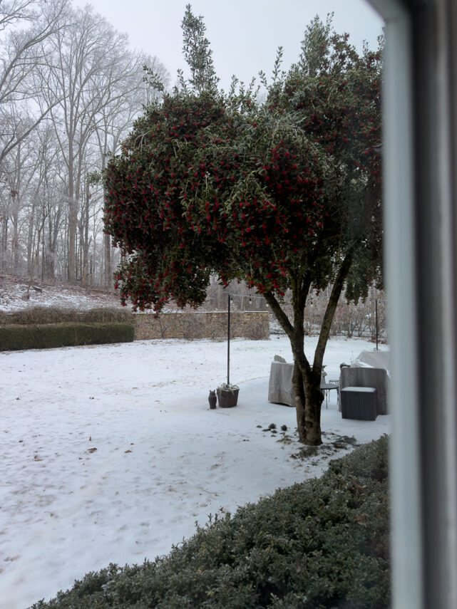 Ice-covered trees seen through a window during a winter storm