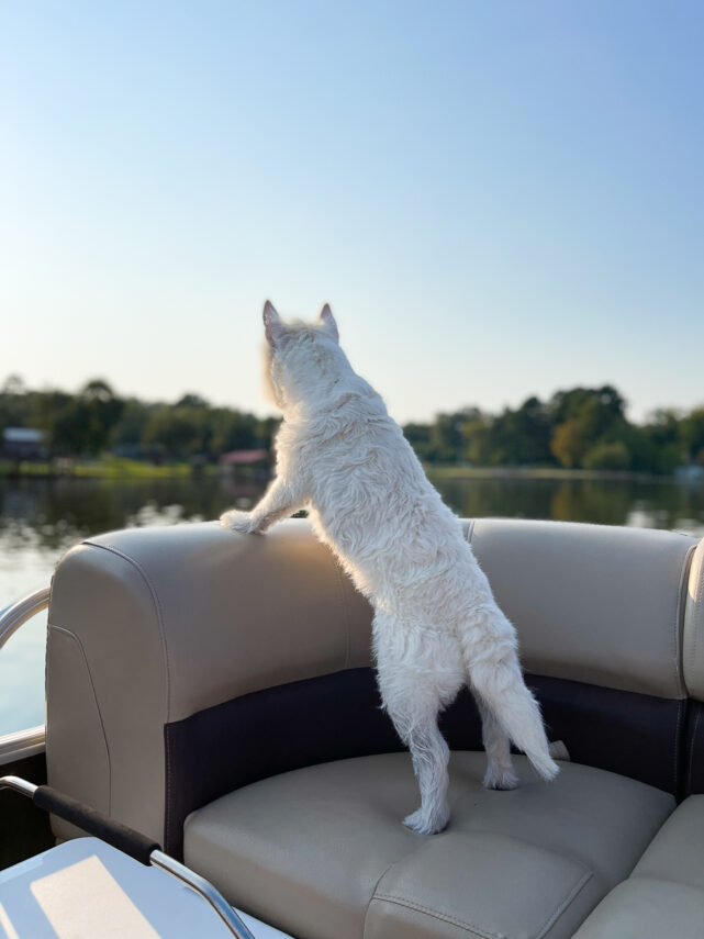 dog on lake