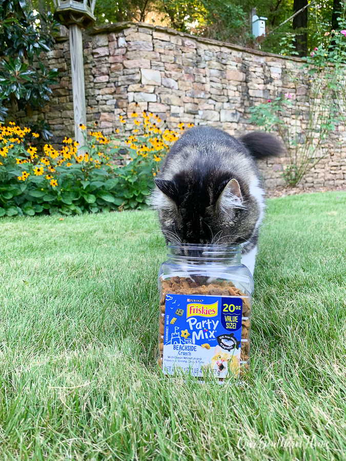 cat with treats