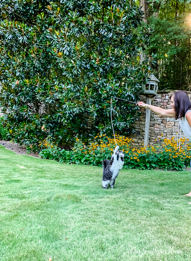 cat playing outside