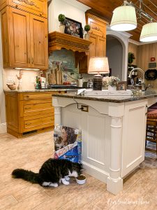 cat in kitchen