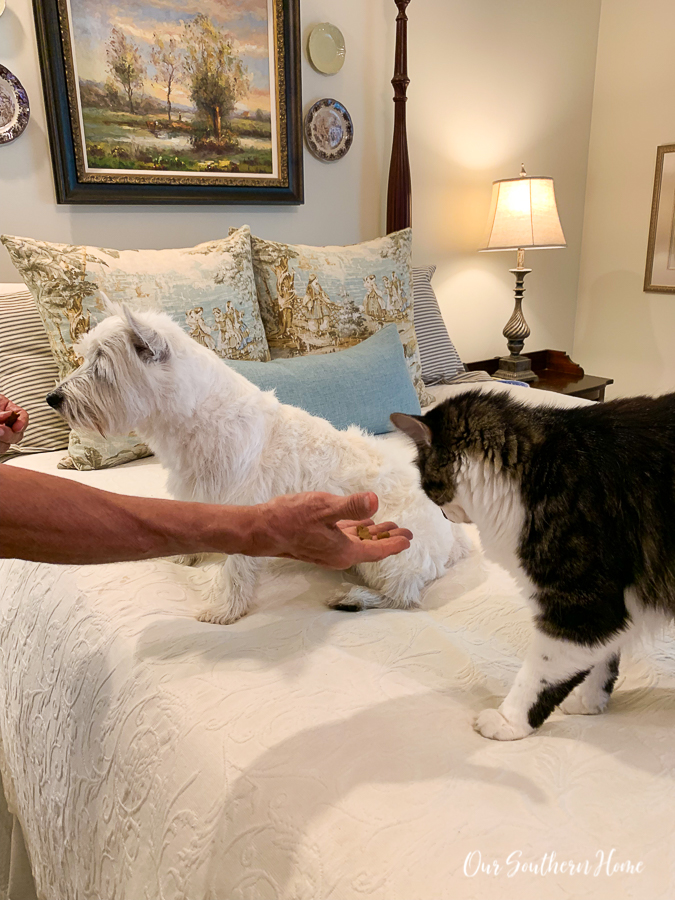 cat and dog