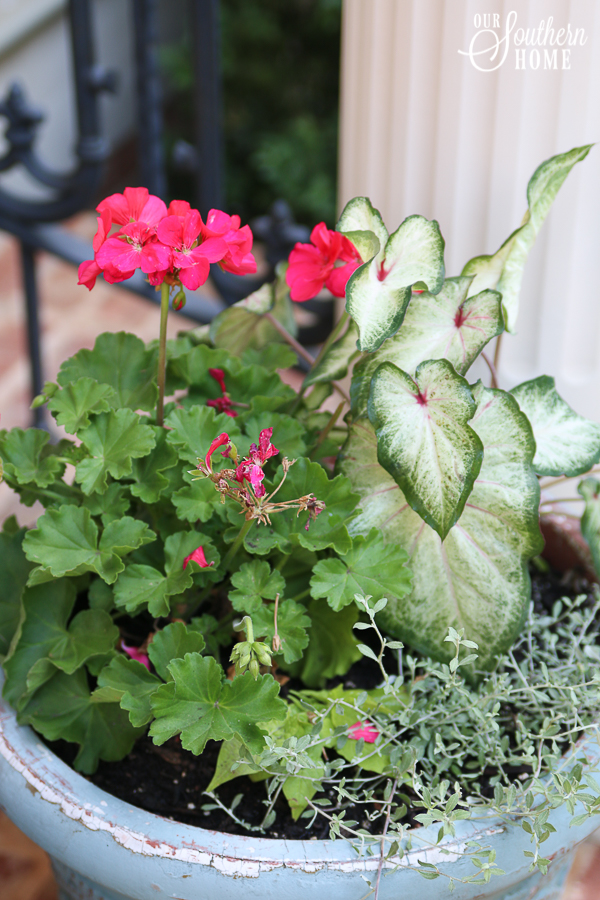 Adding pop of color to the front porch with plants from Monrovia. Great ideas for updating old pots and planting pots. #monrovia #ad