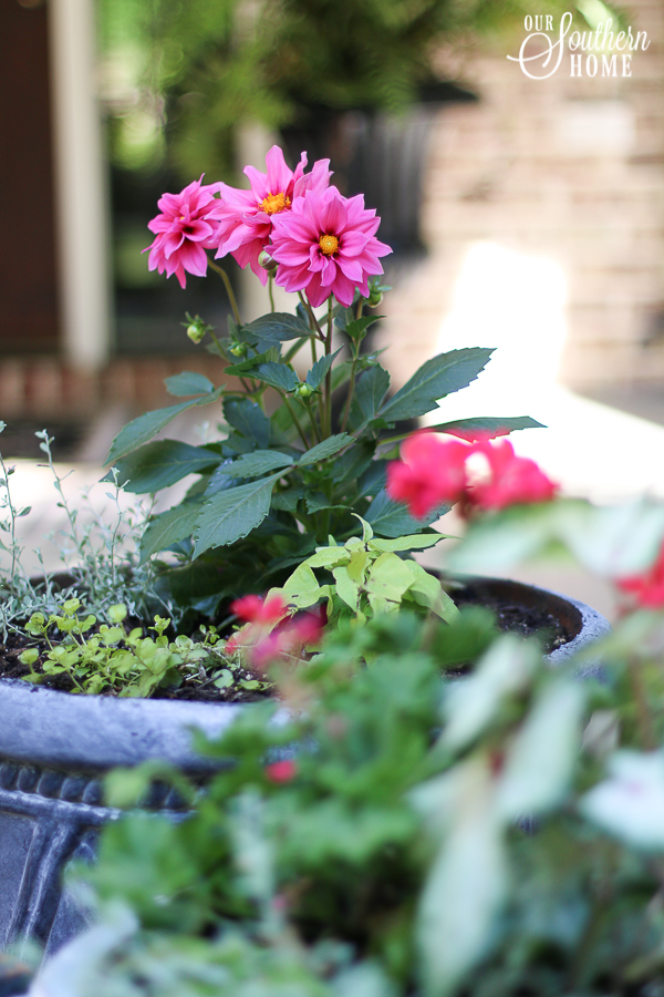 Adding pop of color to the front porch with plants from Monrovia. Great ideas for updating old pots and planting pots. #monrovia #ad