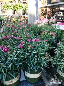 Getting the backyard ready for spring with plants from Monrovia #ad {Monrovia Spring Plantings}