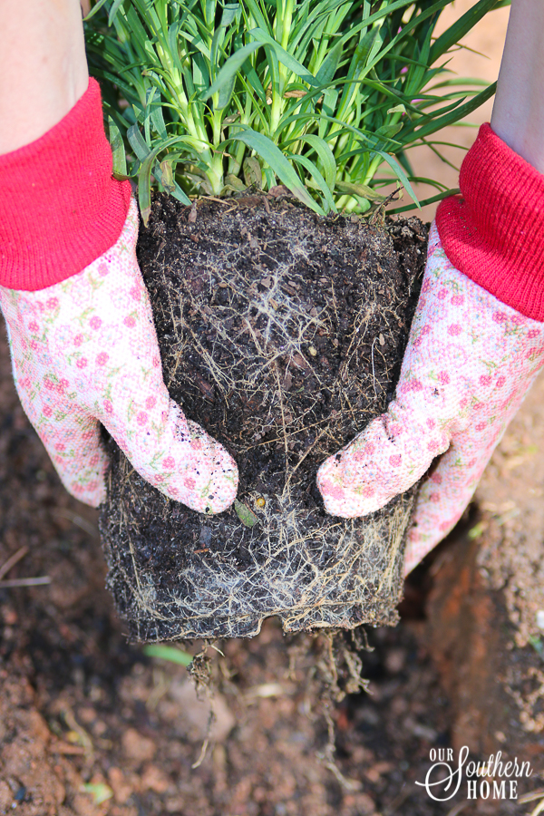 Getting the backyard ready for spring with plants from Monrovia #ad {Monrovia Spring Plantings}