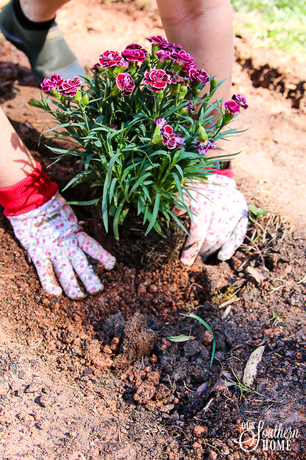 Getting the backyard ready for spring with plants from Monrovia #ad {Monrovia Spring Plantings}