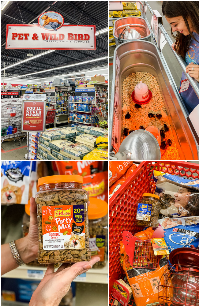 cat food