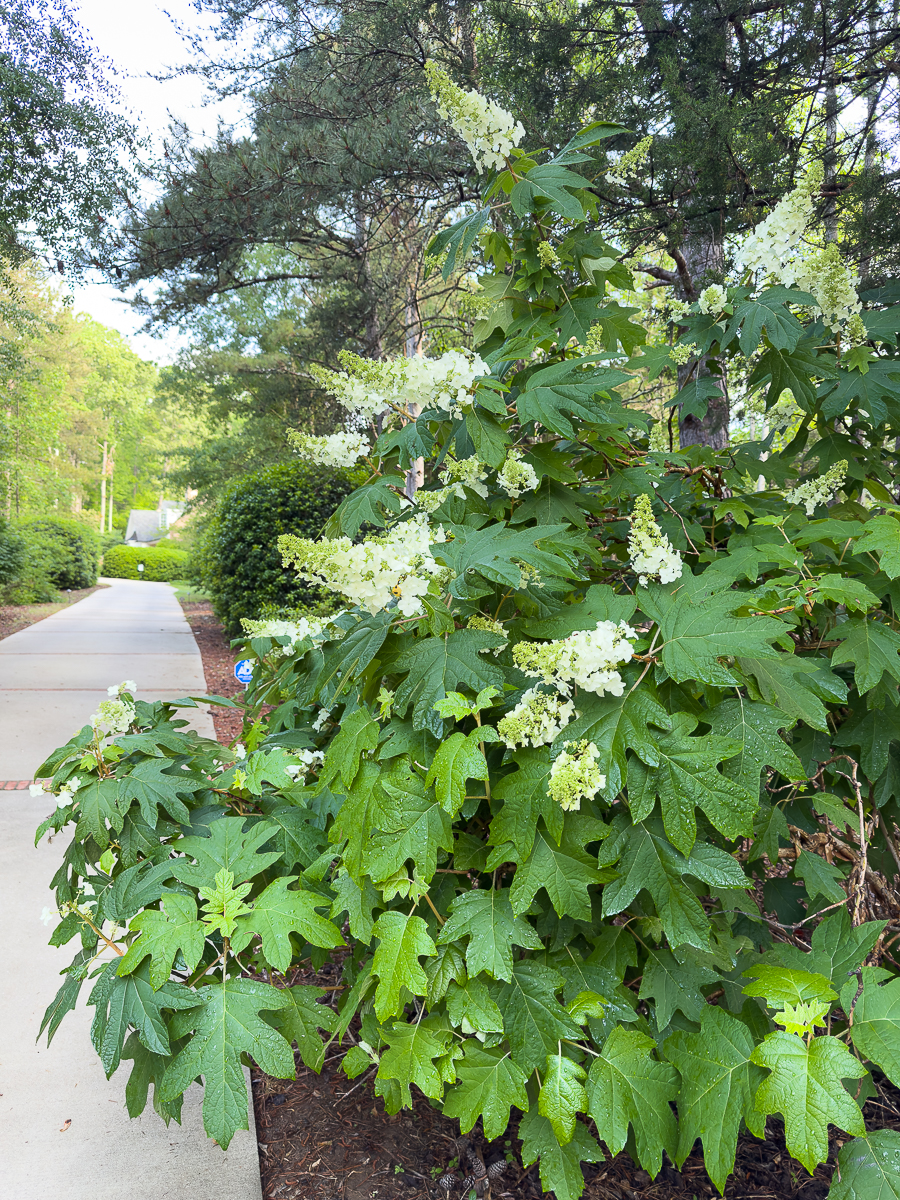 oak leaf hydrangeas
