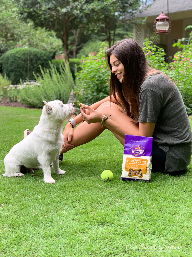 girl feeding a white dog snacks in a yard