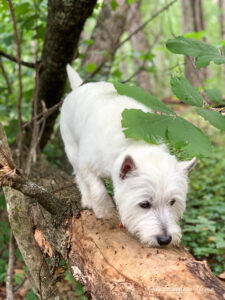 westie walking in the woods