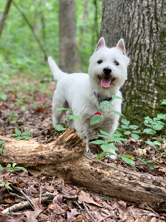 dog walking on a log