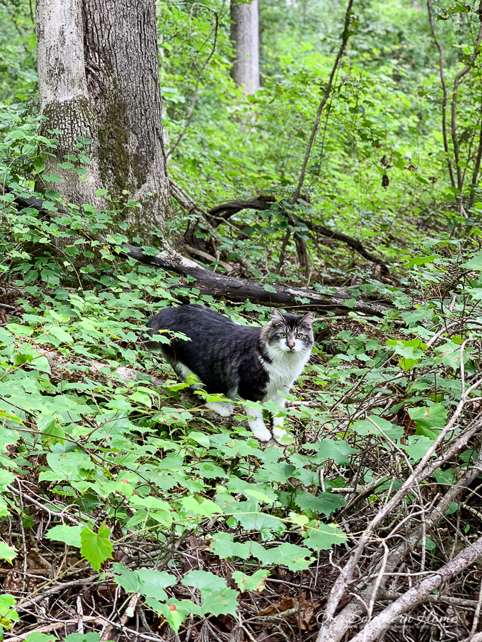 cat in the woods