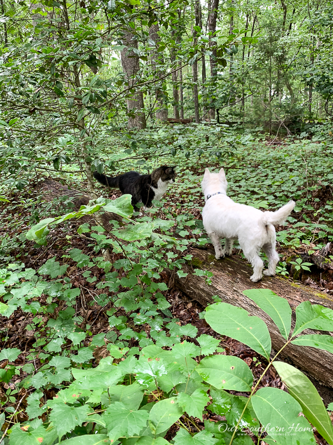 dog and cat on a hike