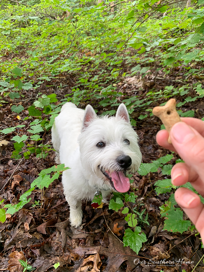 dog getting a treat