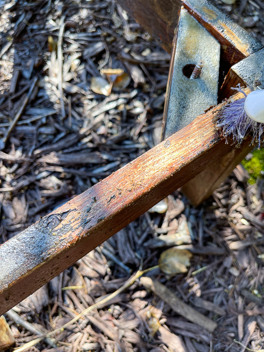 removing the varnish with a brush