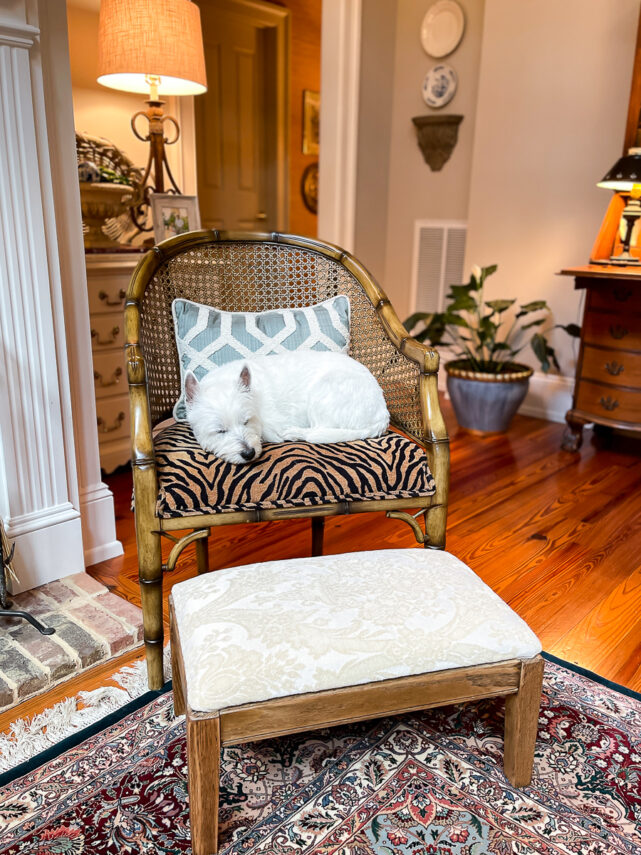 dog sleeping in chair