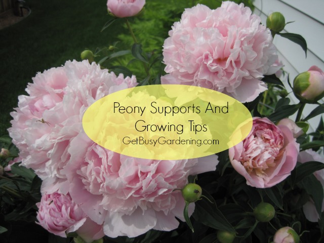 Peony Supports And Growing Tips