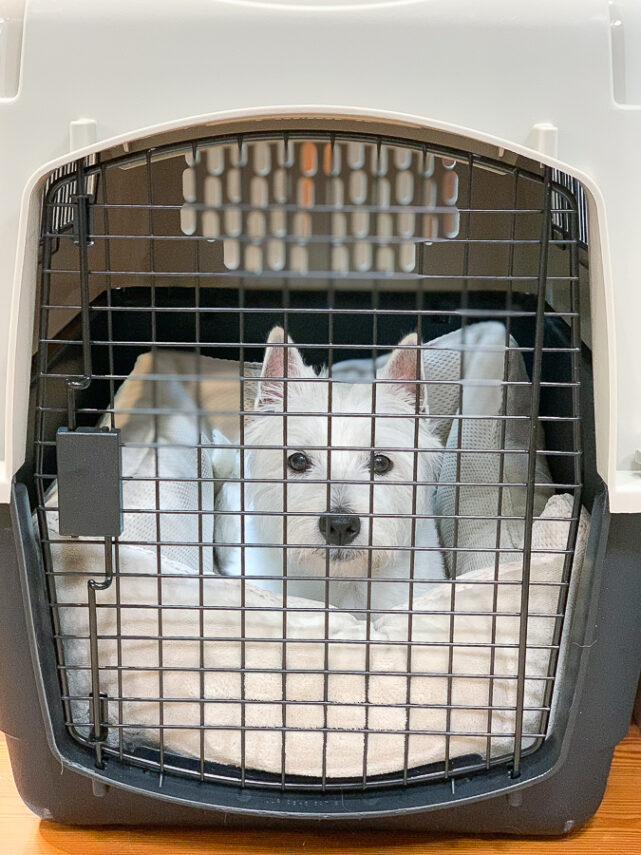 dog in a plastic kennel