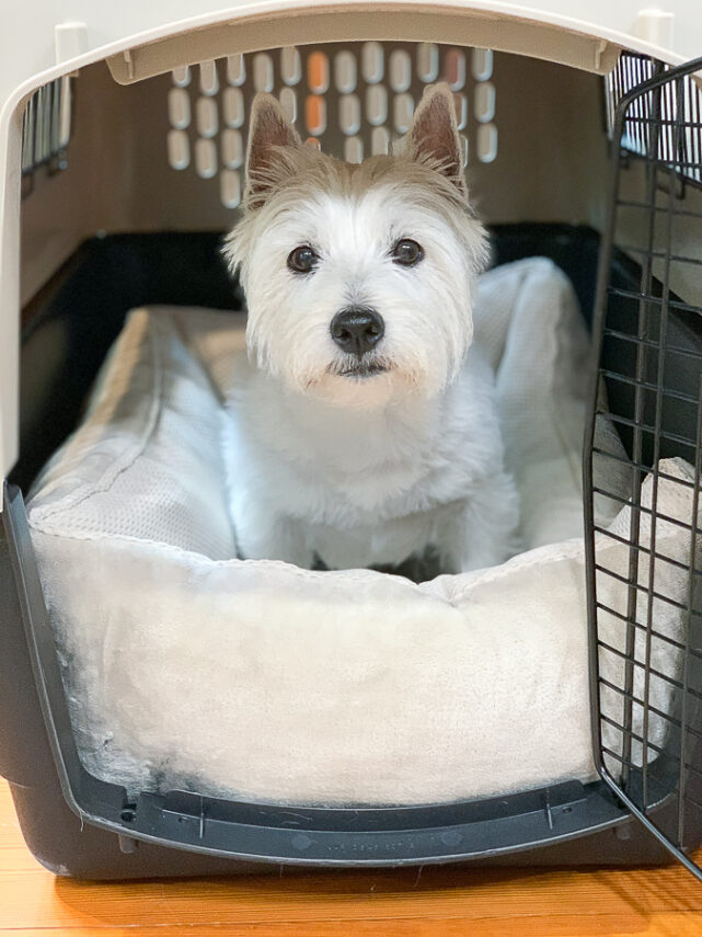 dog in a kennel