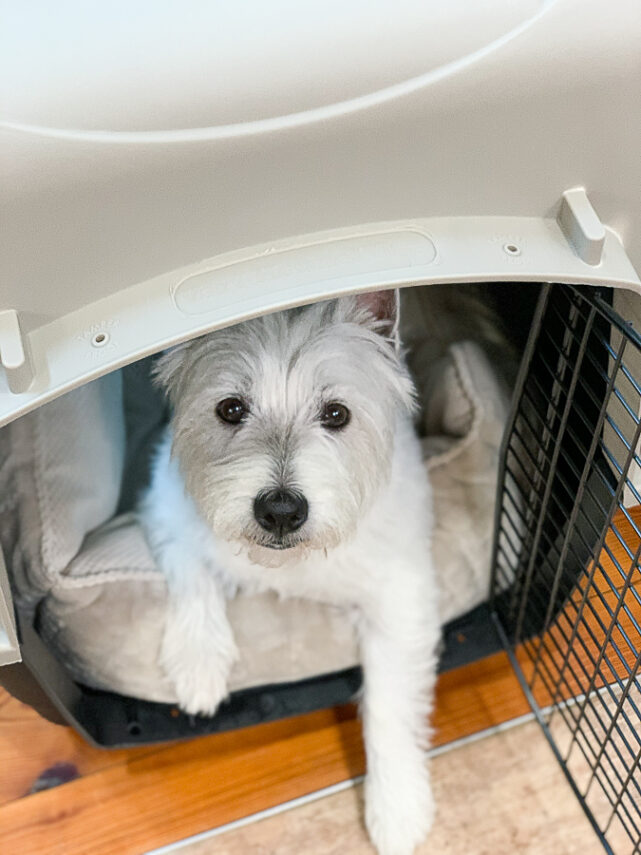 dog in a kennel