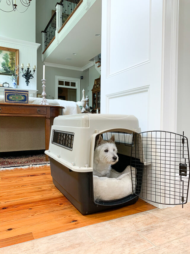 don in a kennel