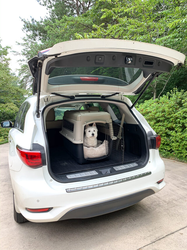 dog in a kennel in the back of a car