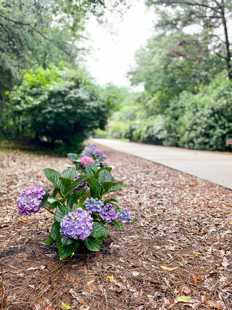 hydrangeas