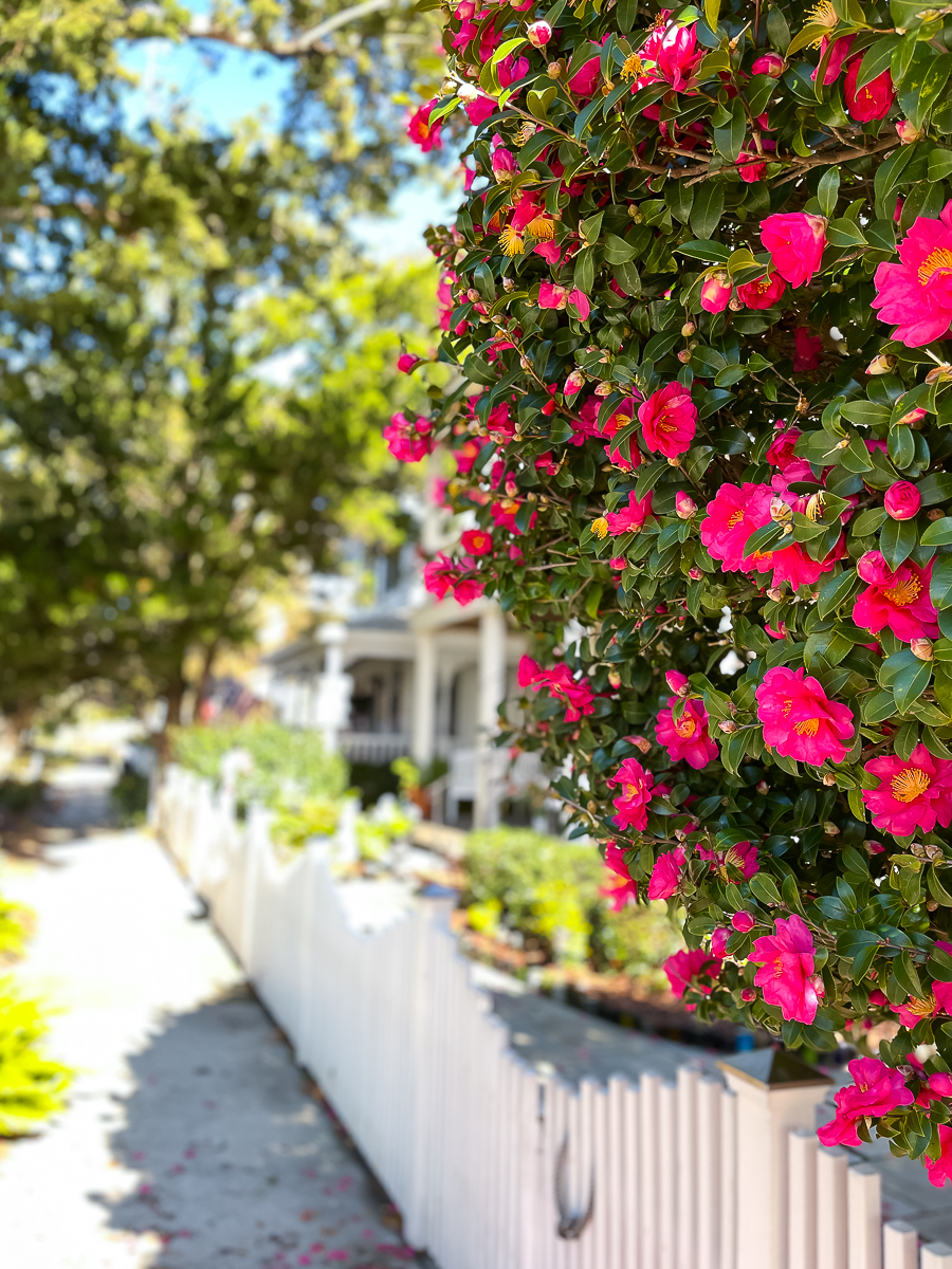 pink bush with house