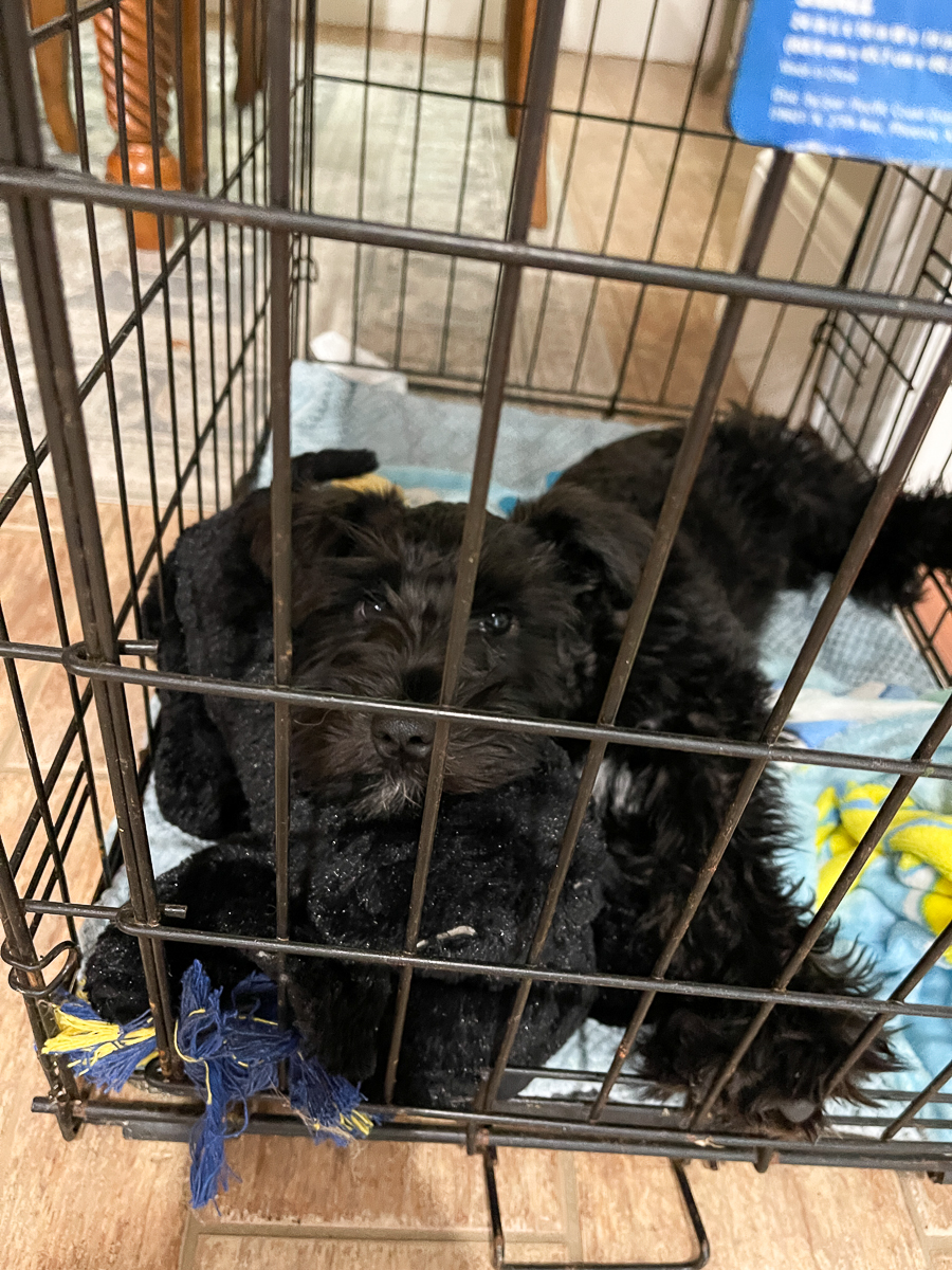 puppy in crate