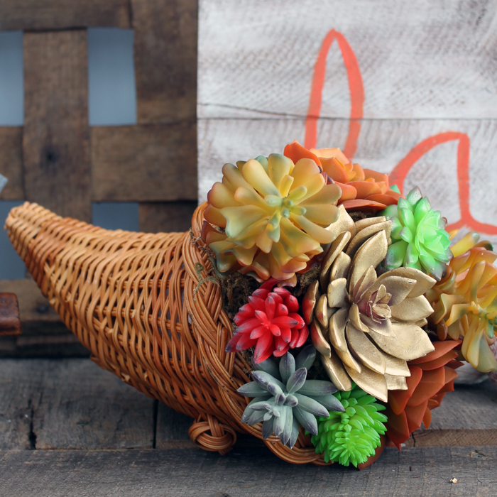 succulent-cornocopia