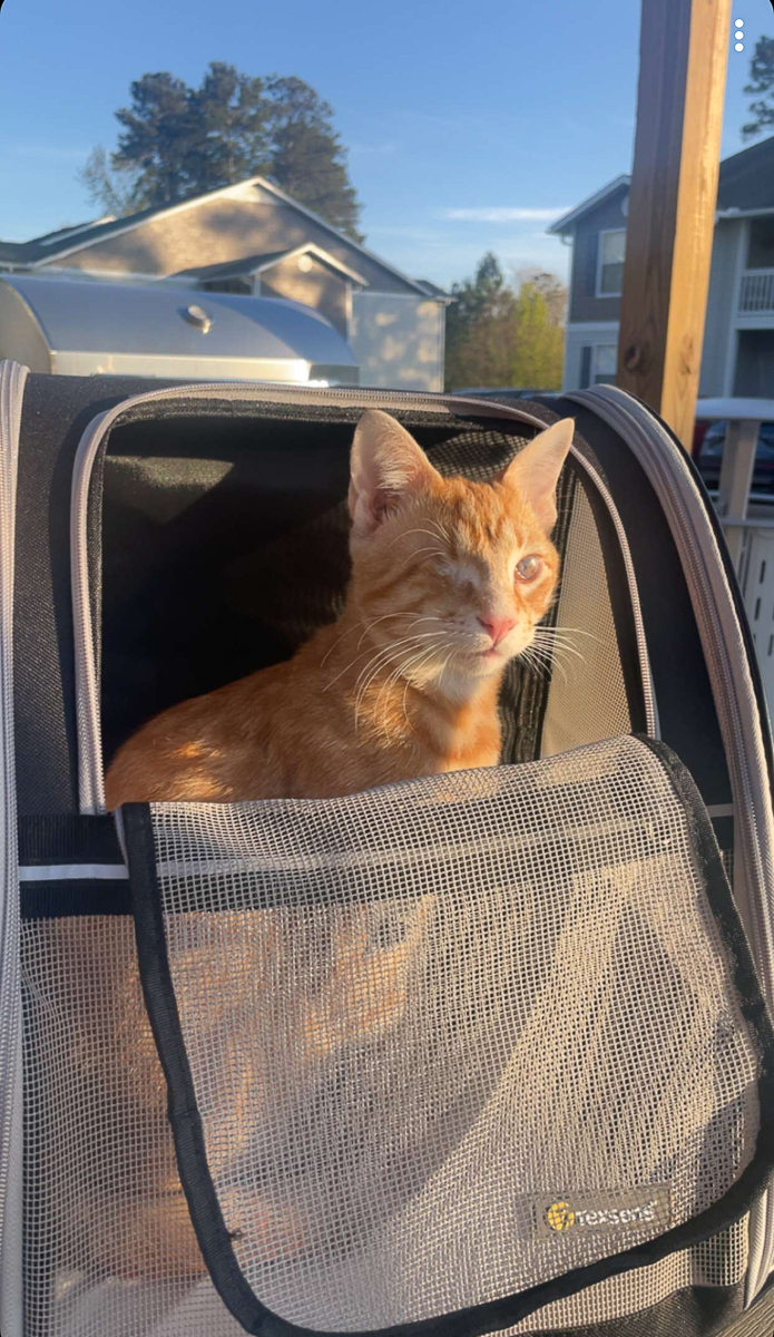 kitten in a backpack carrier