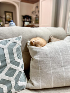 kitten on pillow