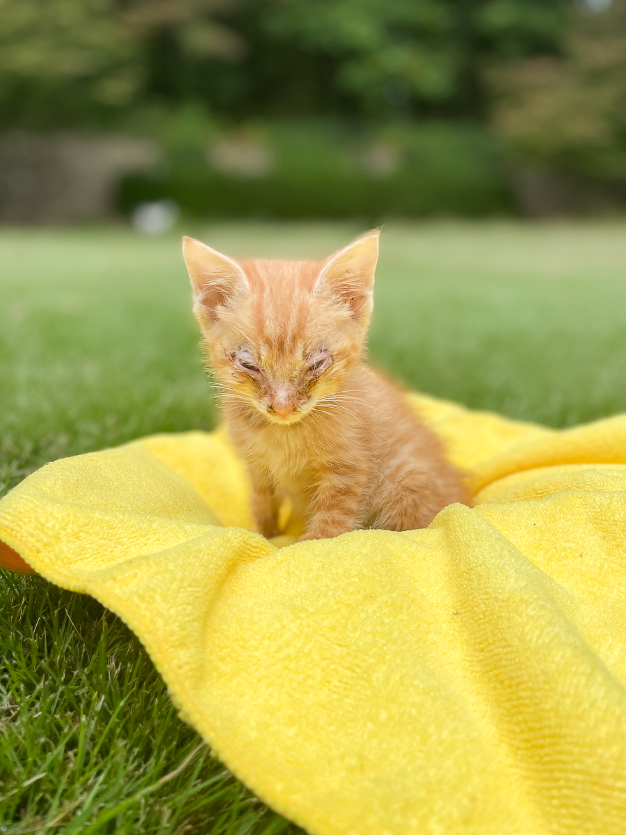 yellow tabby kitten