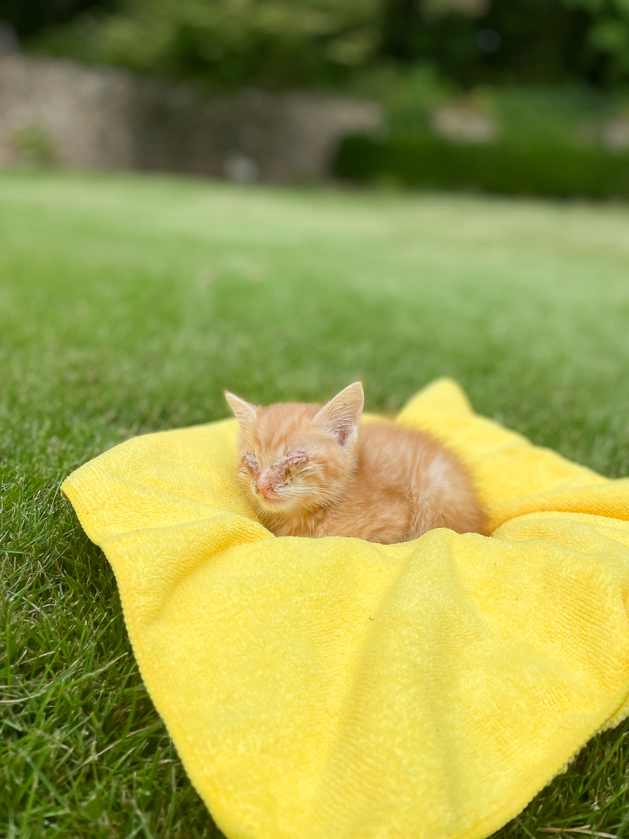 tabby kitten in yard