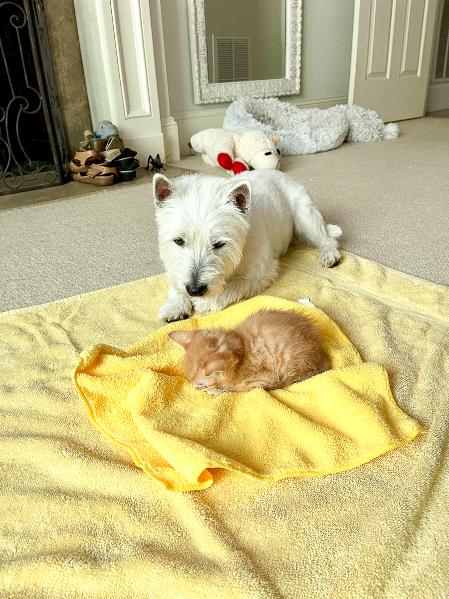 westie with kitten