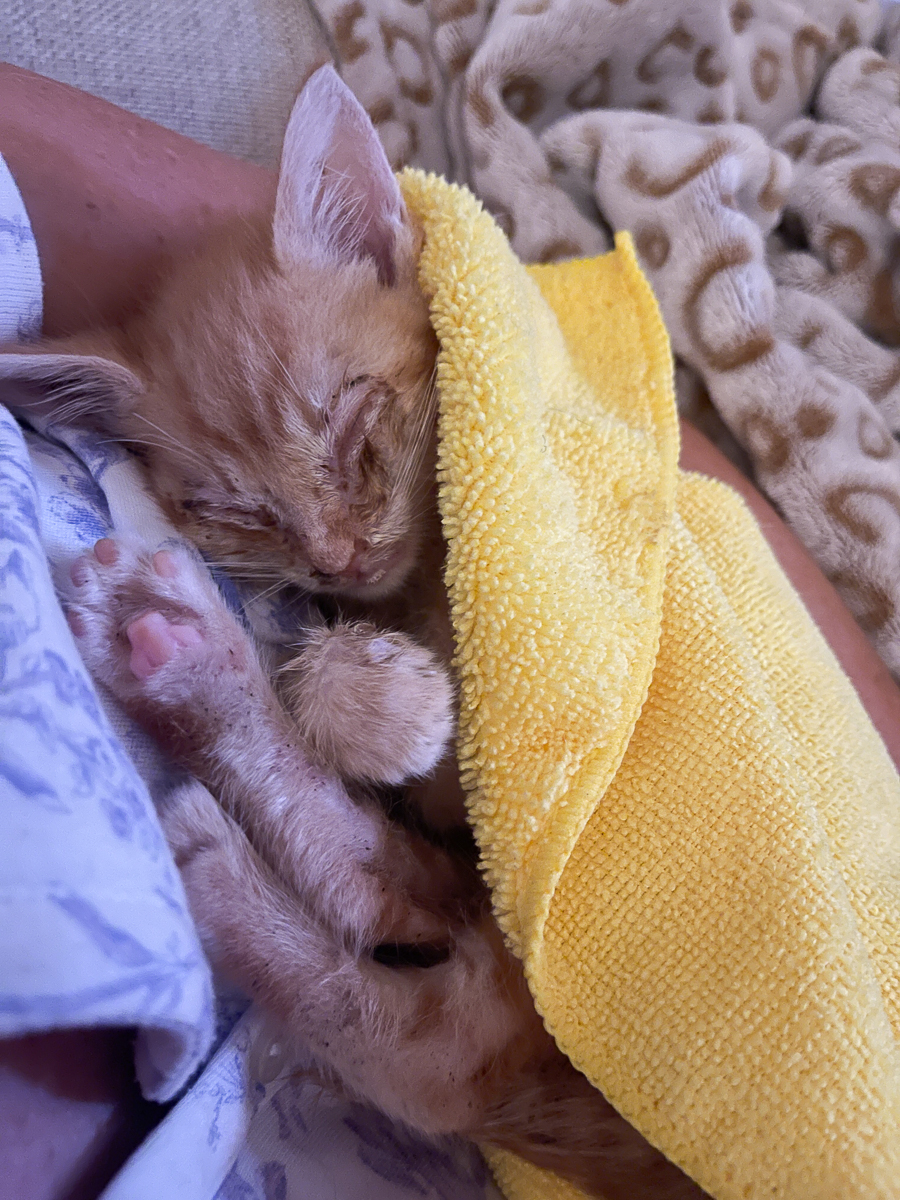 swaddled kitten