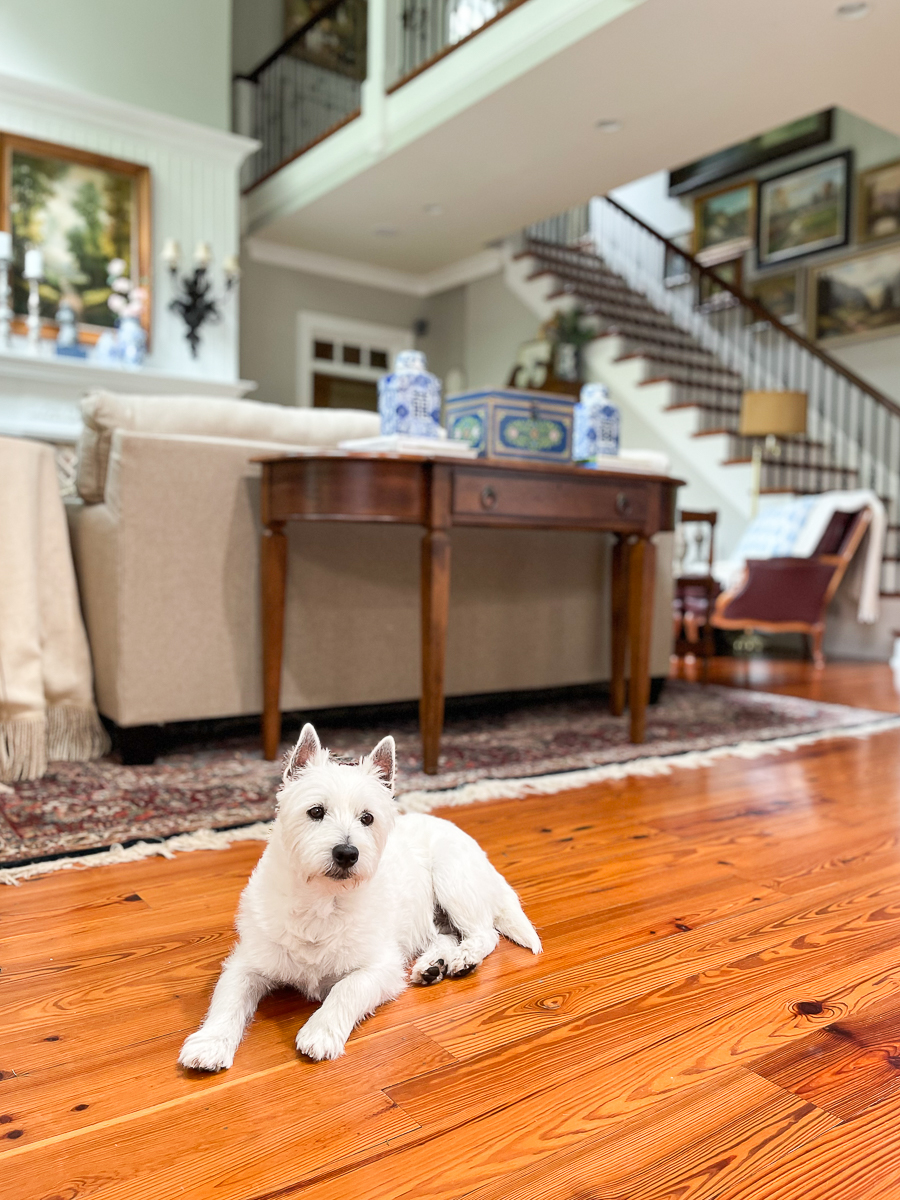 dog in family room