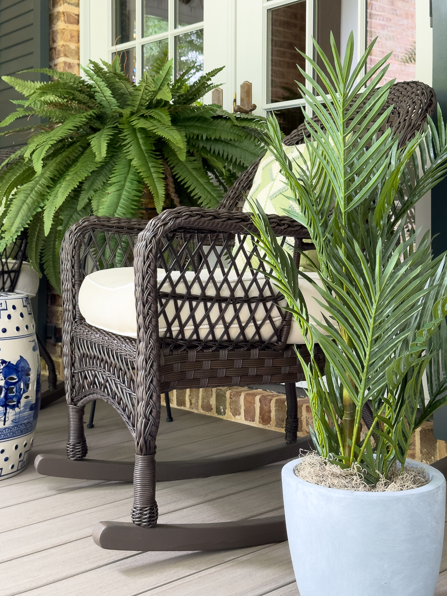 palm plant and fern