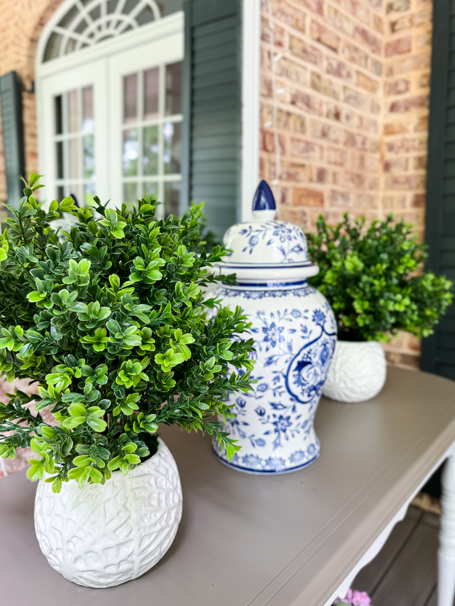 boxwood in white pot
